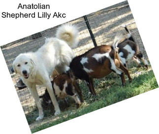 Anatolian Shepherd Lilly Akc