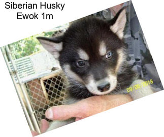 Siberian Husky Ewok 1m