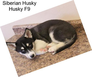 Siberian Husky Husky F9