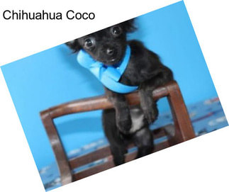 Chihuahua Coco