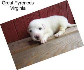 Great Pyrenees Virginia