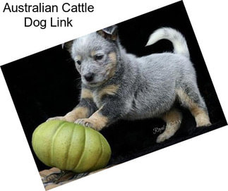 Australian Cattle Dog Link