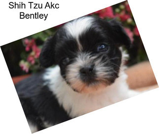 Shih Tzu Akc Bentley