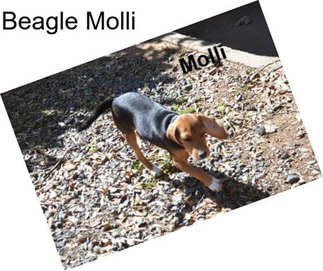Beagle Molli