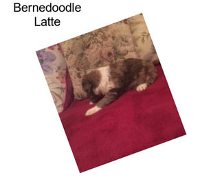 Bernedoodle Latte