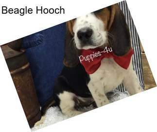 Beagle Hooch
