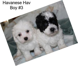 Havanese Hav Boy #3