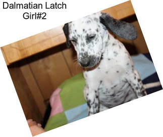 Dalmatian Latch Girl#2