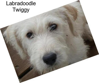 Labradoodle Twiggy