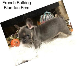 French Bulldog Blue-tan Fem