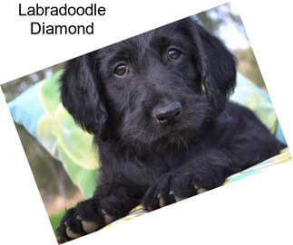 Labradoodle Diamond