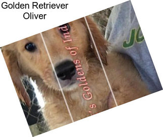 Golden Retriever Oliver