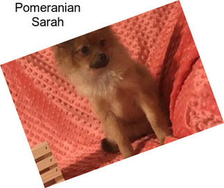 Pomeranian Sarah