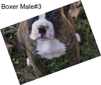 Boxer Male#3