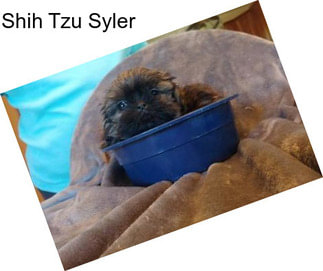 Shih Tzu Syler