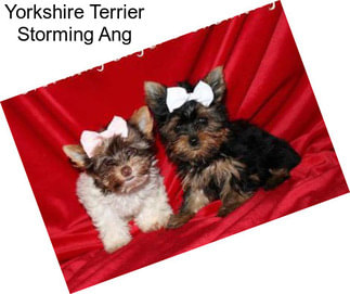 Yorkshire Terrier Storming Ang