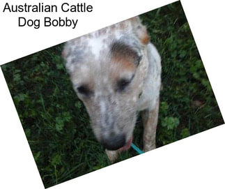 Australian Cattle Dog Bobby