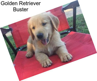 Golden Retriever Buster