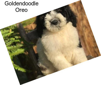 Goldendoodle Oreo