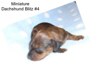 Miniature Dachshund Blitz #4