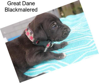 Great Dane Blackmalered