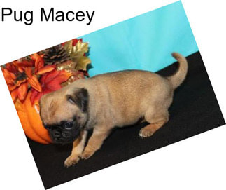 Pug Macey