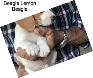 Beagle Lemon Beagle