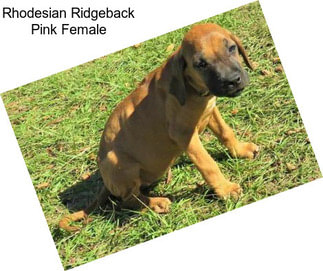 Rhodesian Ridgeback Pink Female