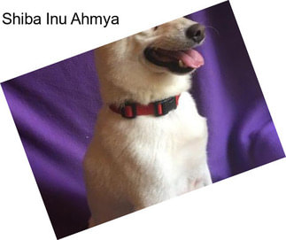 Shiba Inu Ahmya