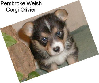 Pembroke Welsh Corgi Olivier