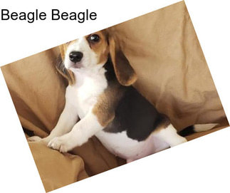 Beagle Beagle