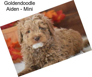 Goldendoodle Aiden - Mini