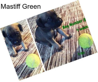 Mastiff Green