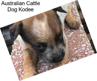 Australian Cattle Dog Kodee