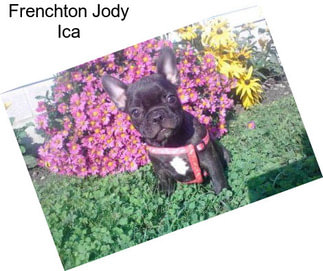 Frenchton Jody Ica