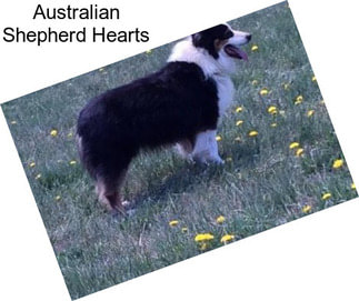 Australian Shepherd Hearts
