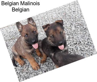 Belgian Malinois Belgian