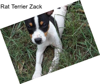 Rat Terrier Zack