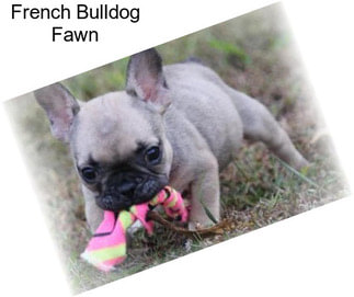 French Bulldog Fawn