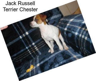 Jack Russell Terrier Chester