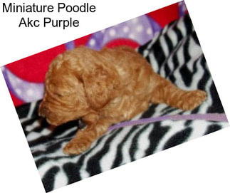 Miniature Poodle Akc Purple