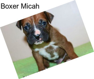 Boxer Micah