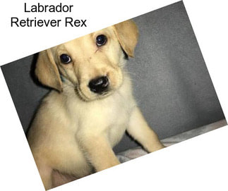 Labrador Retriever Rex
