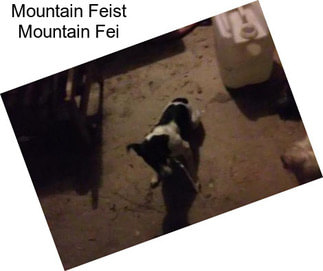 Mountain Feist Mountain Fei