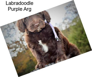 Labradoodle Purple Arg