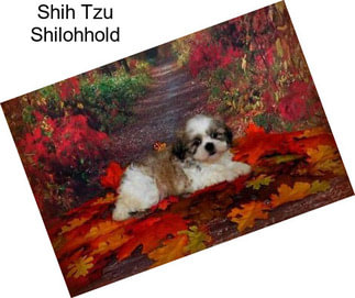 Shih Tzu Shilohhold