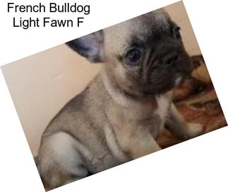 French Bulldog Light Fawn F