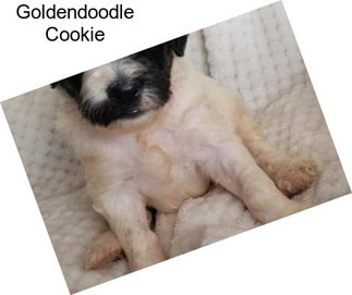 Goldendoodle Cookie