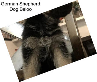 German Shepherd Dog Baloo