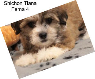 Shichon Tiana Fema 4